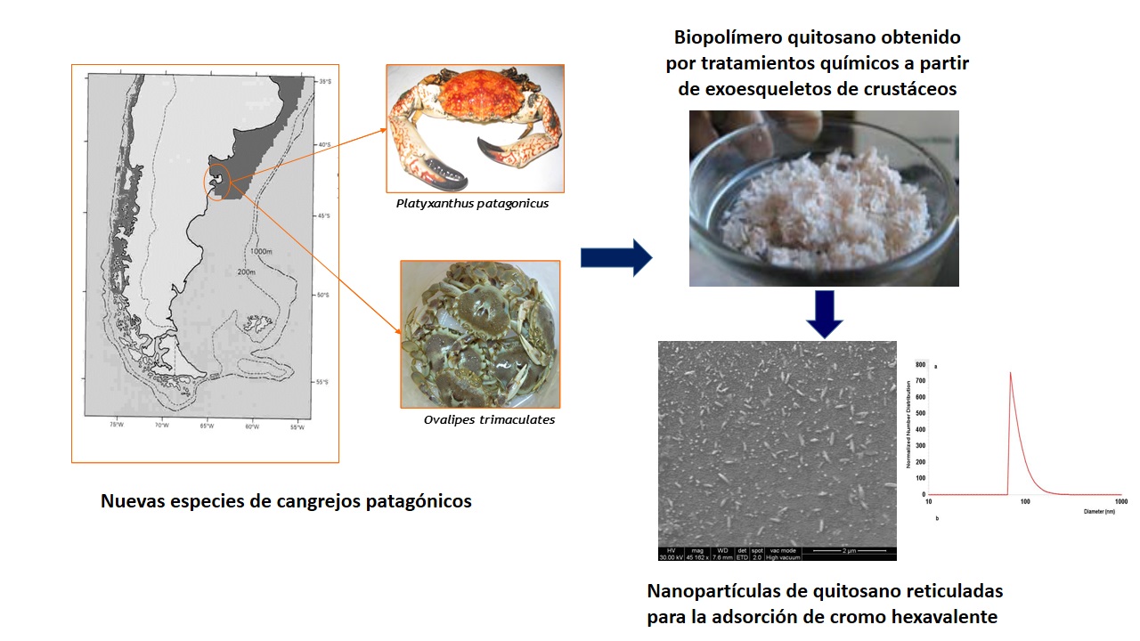 biopolimero